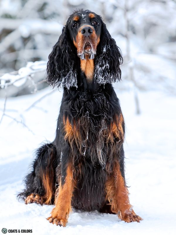 Real Tan Points adult Gordon Setter