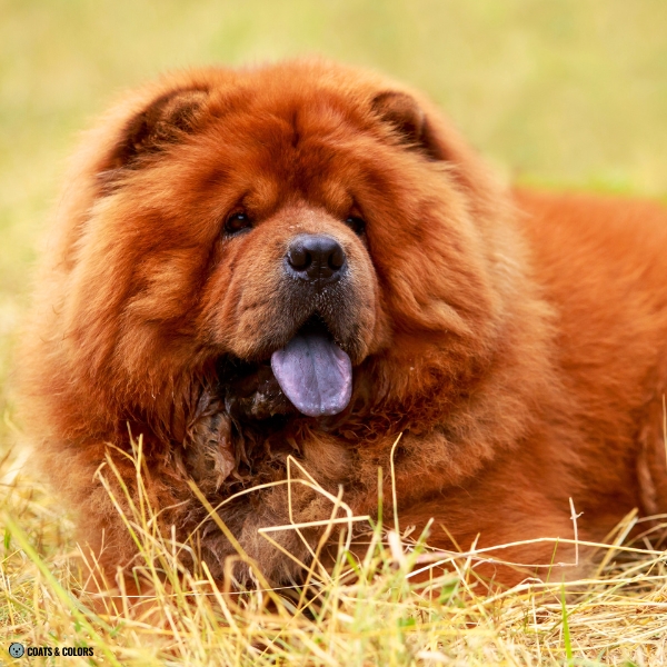 Red Chow Chow base color intensity 1