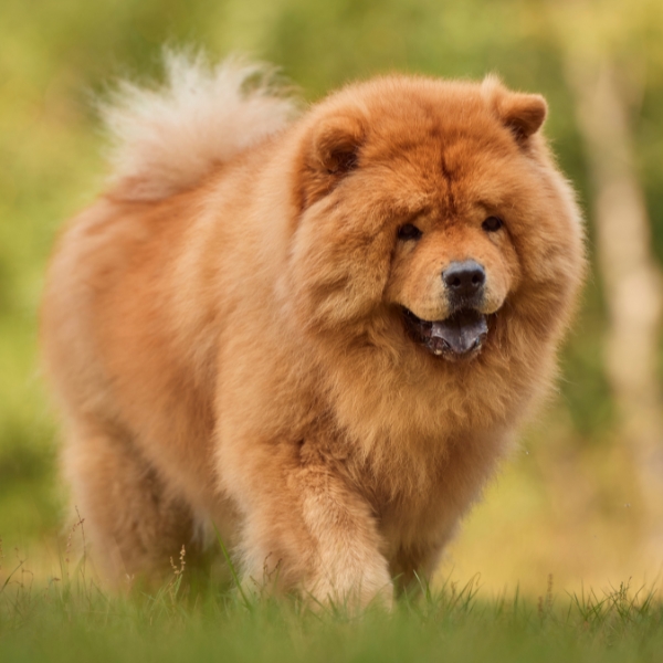 Red Chow Chow base color intensity 3
