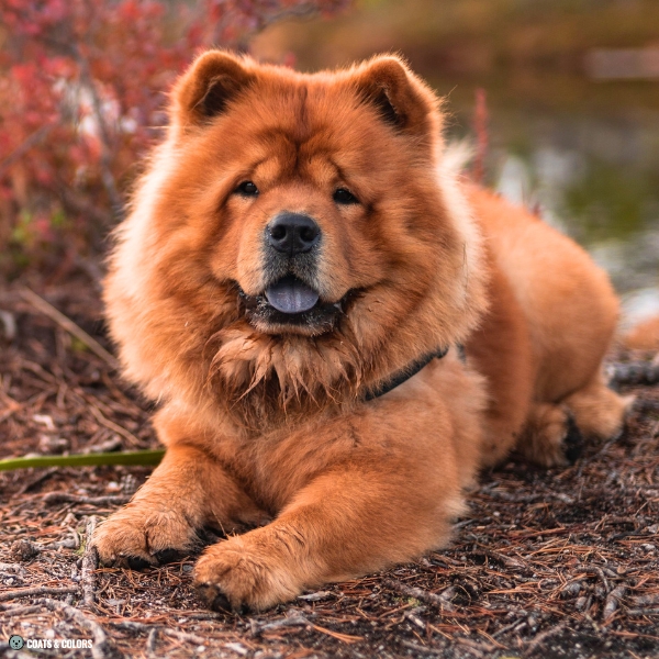 Red Chow Chow base color intensity 4