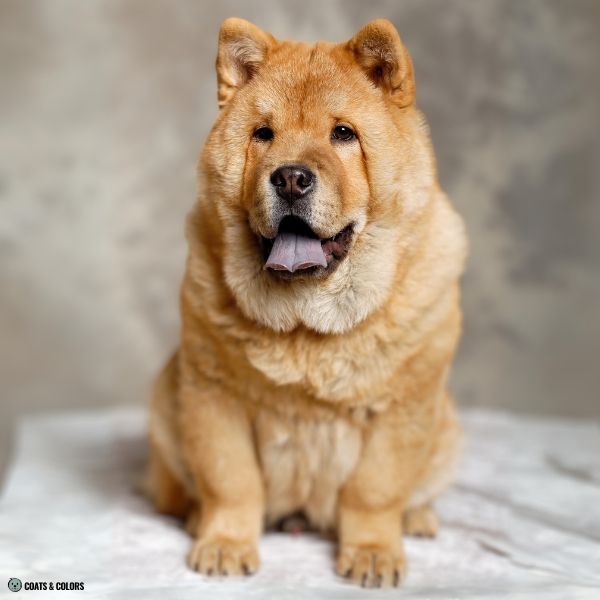 Red Chow Chow coat type smooth
