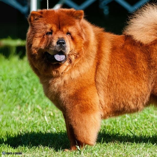 Red Chow Chow dark red