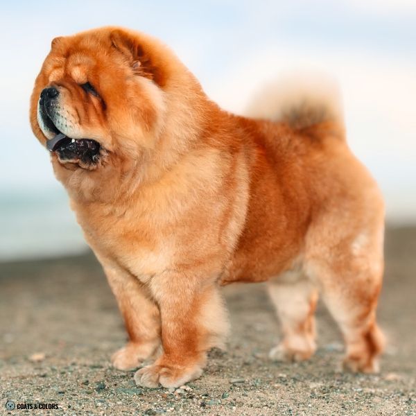 Red Chow Chow example 1