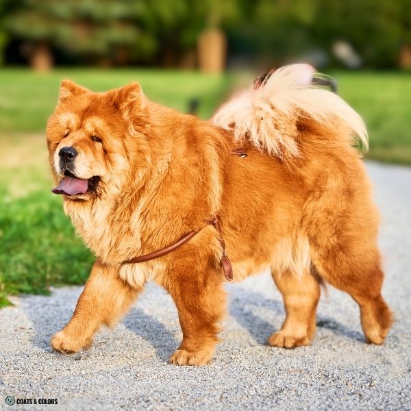 Red Chow Chow example 2