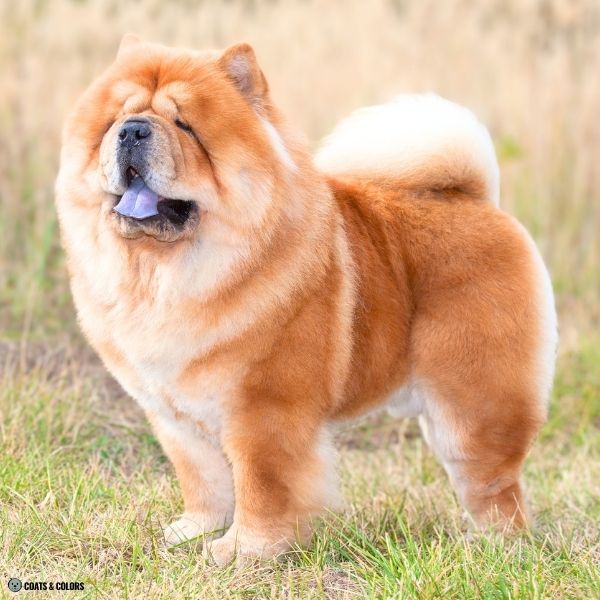 Red Chow Chow example 3