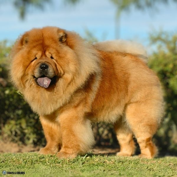 Red Chow Chow example 4