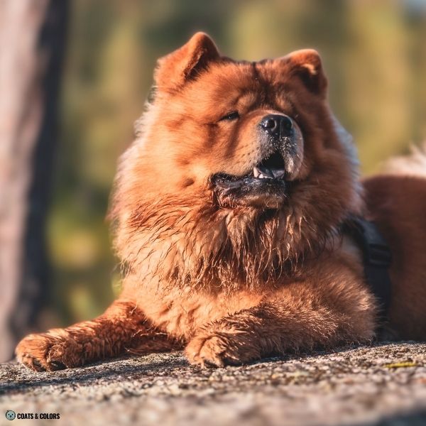 Red Chow Chow example 5