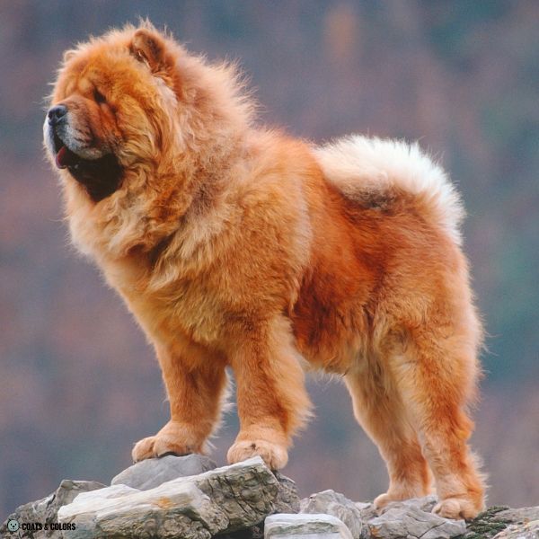 Red Chow Chow example 6