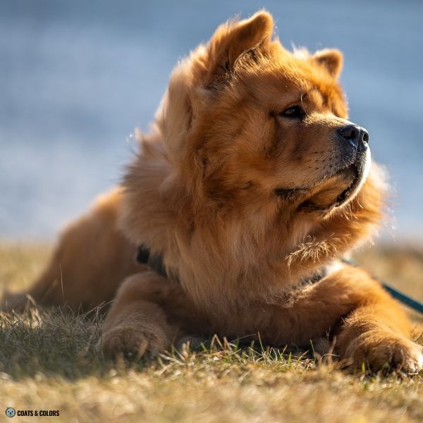 Red Chow Chow example 8