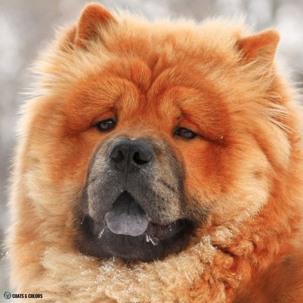 Red Chow Chow masked