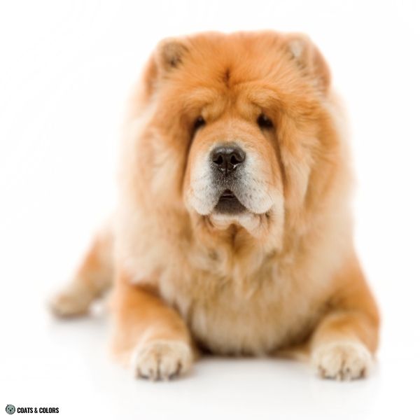 Red Chow Chow nose color black