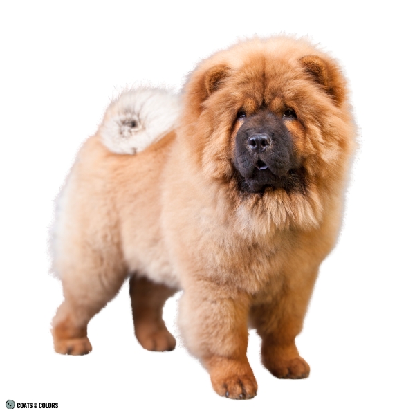 Red Chow Chow puppy mask 1