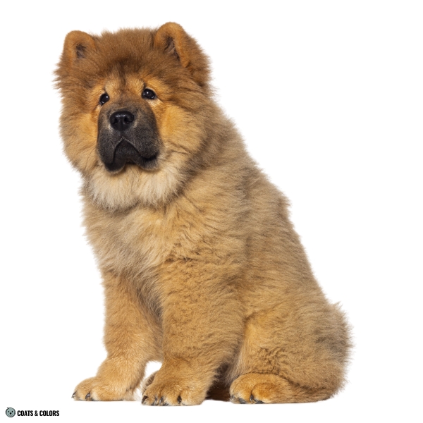 Red Chow Chow puppy mask 2