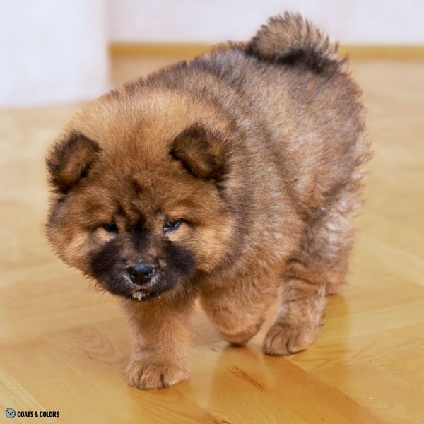 Red Chow Chow puppy shading