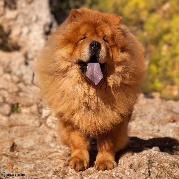 Red Chow Chow rough coated