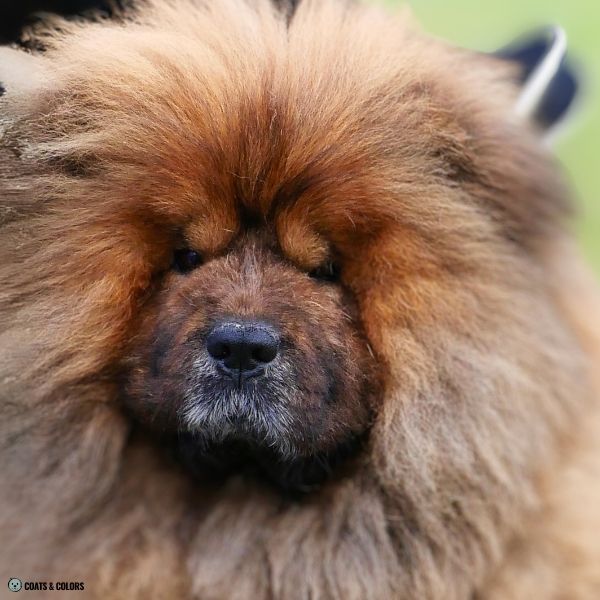 Red Chow Chow sable shading