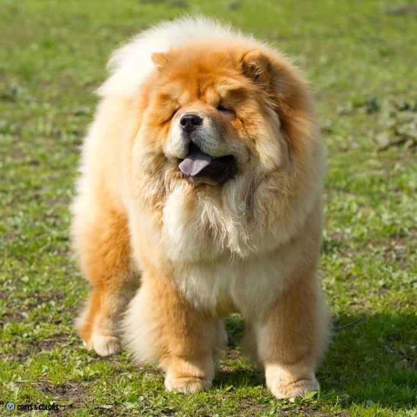 Red Chow Chow shaded red 1
