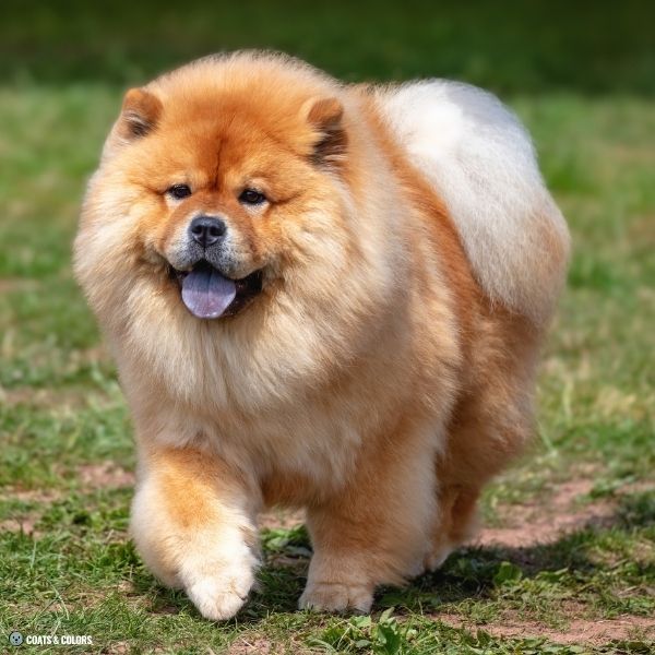 Red Chow Chow shaded