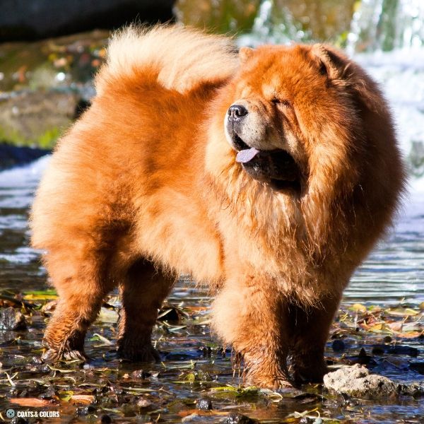 Red Chow Chow standing