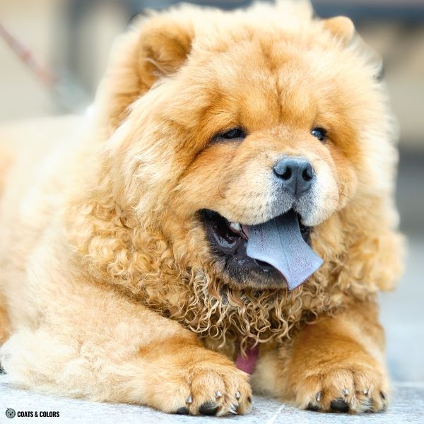 Sable Chow Chow golden tan black whiskers