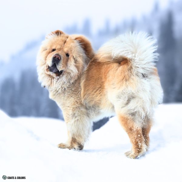 Sable Chow Chow intensity shading