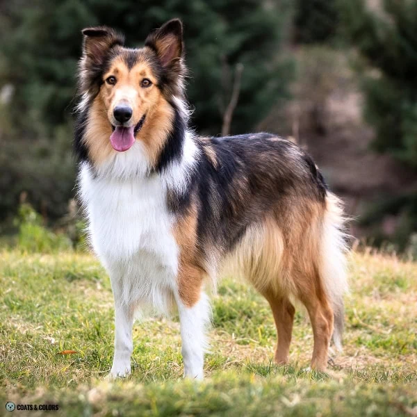 Sable False Tan Points 1