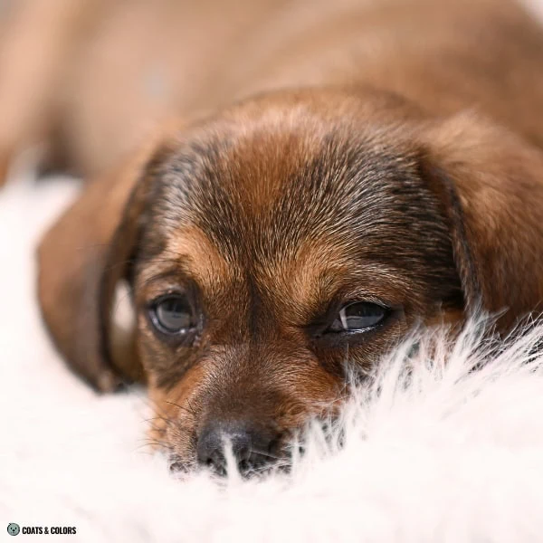 Sable False Tan Points 23