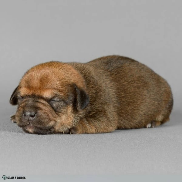 Sable False Tan Points 31