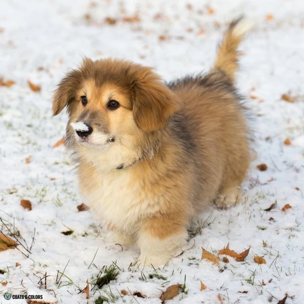 Sable False Tan Points 41