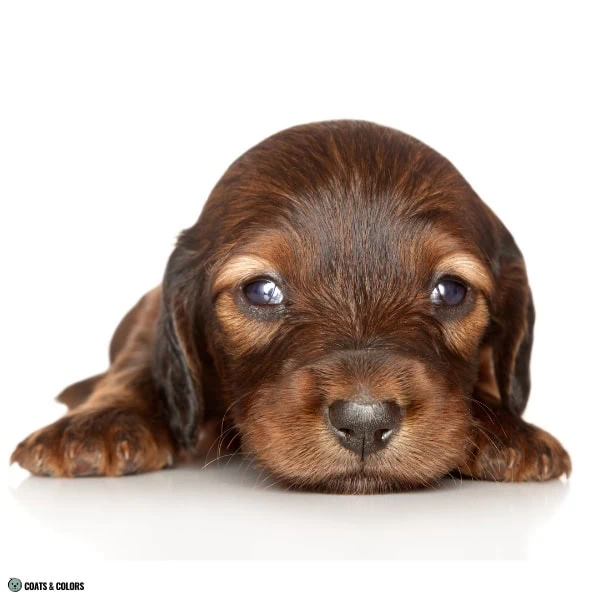 Sable False Tan Points 45