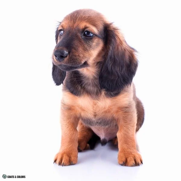 Sable False Tan Points 50