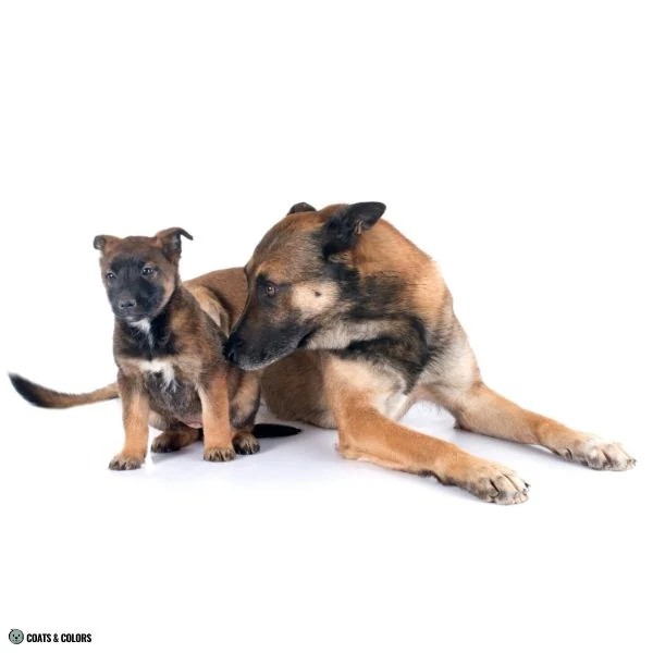 Sable False Tan Points Malinois sable masked