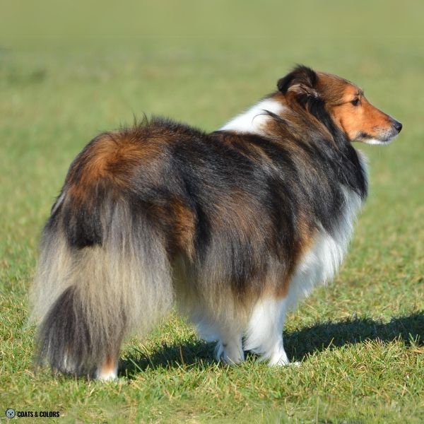 Sable False Tan Points Sheltie shaded sable