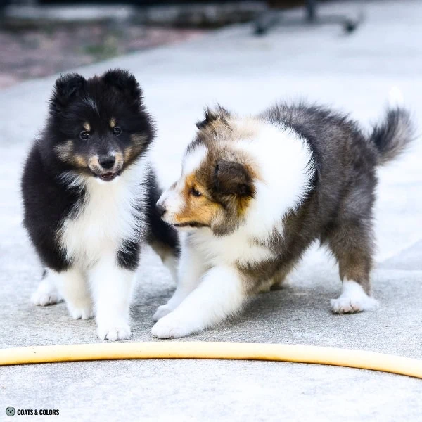 Sable False Tan Points black tan vs sable 2