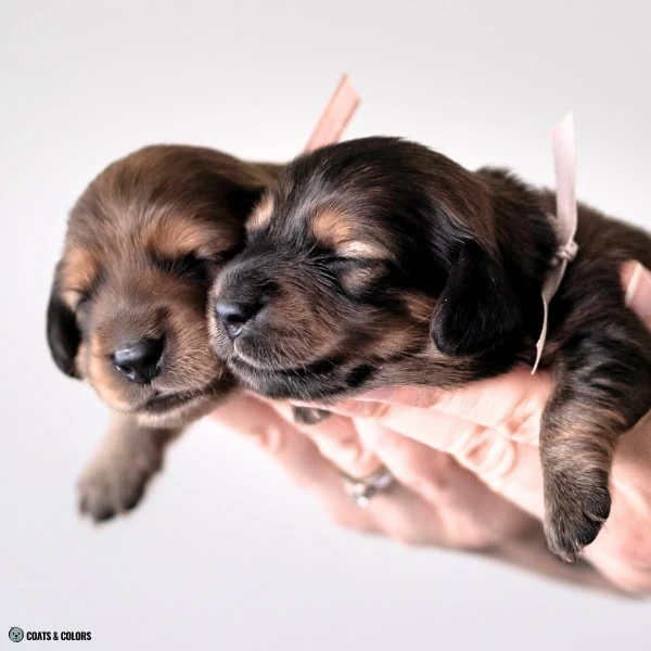 Sable False Tan Points black tan vs sable 3
