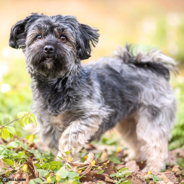 Sable False Tan Points dark pattern shaded sable young Havanes