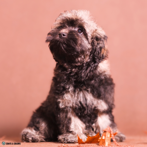 Sable False Tan Points long haired puppy shaded sable