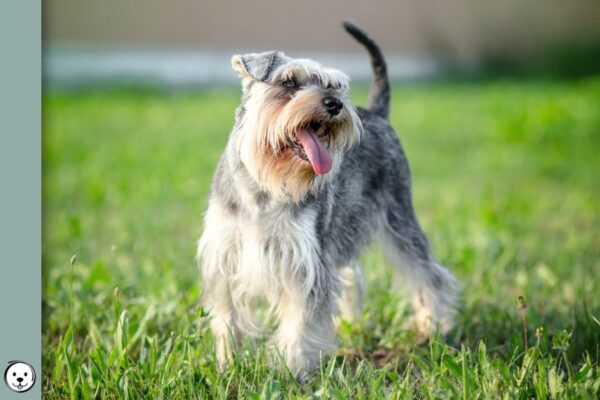 Salt Pepper Miniature Schnauzer 900x600 1