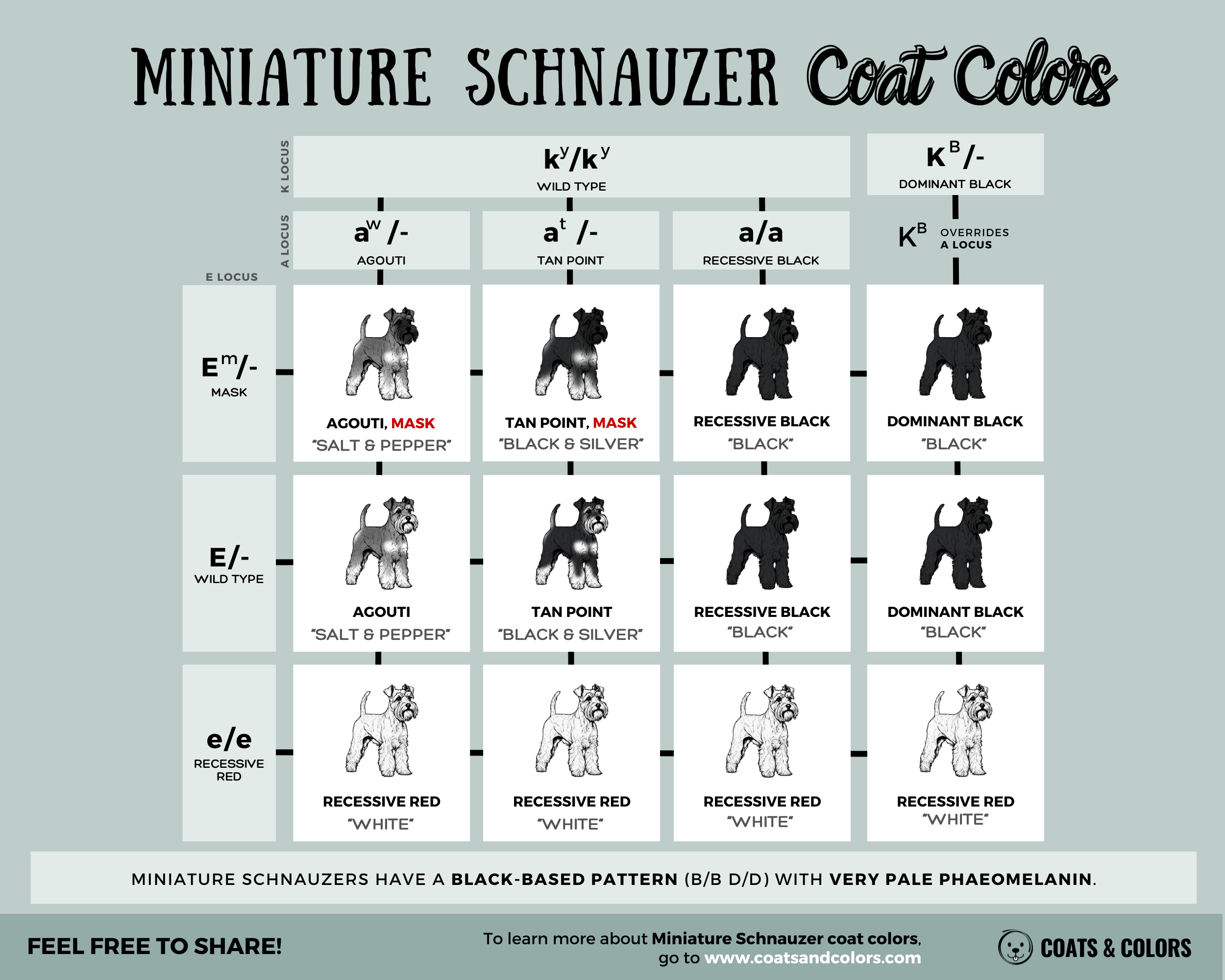 Standard Schnauzer Colors standard coat colors table