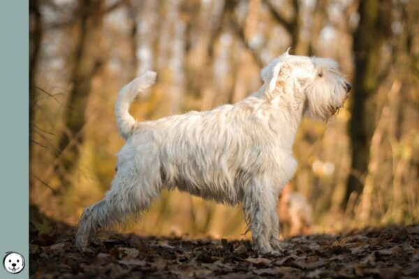 White Miniature Schnauzer 900x600 1