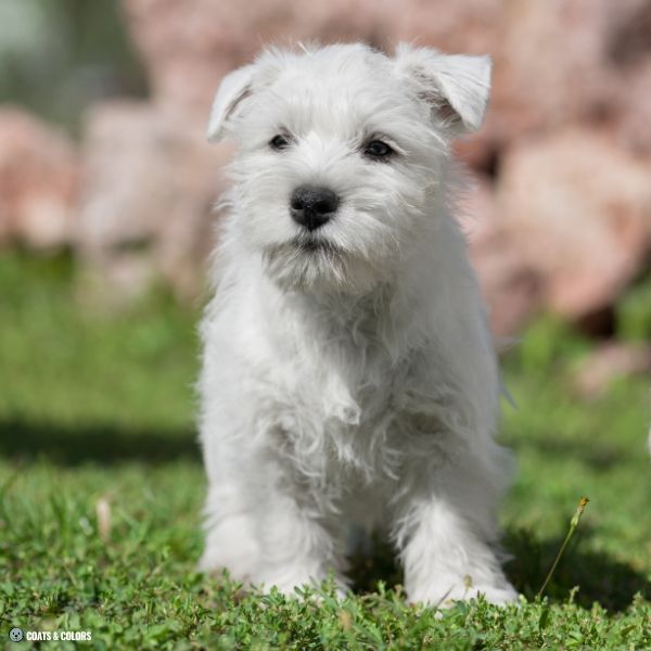 White Miniature Schnauzer puppy