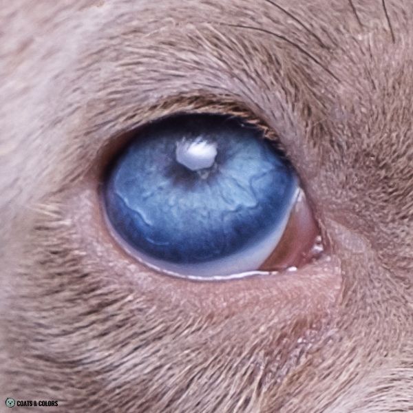 blue eye color puppy 1