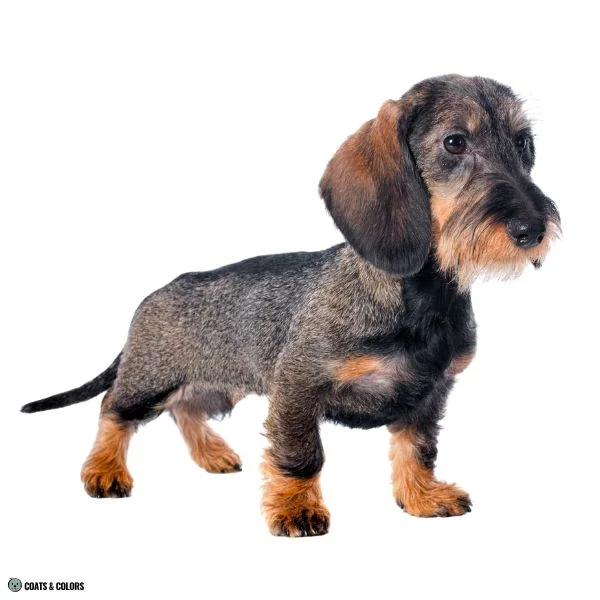 comparison agouti Dachshund adult