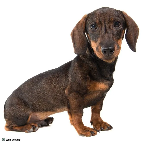 comparison agouti Dachshund adult