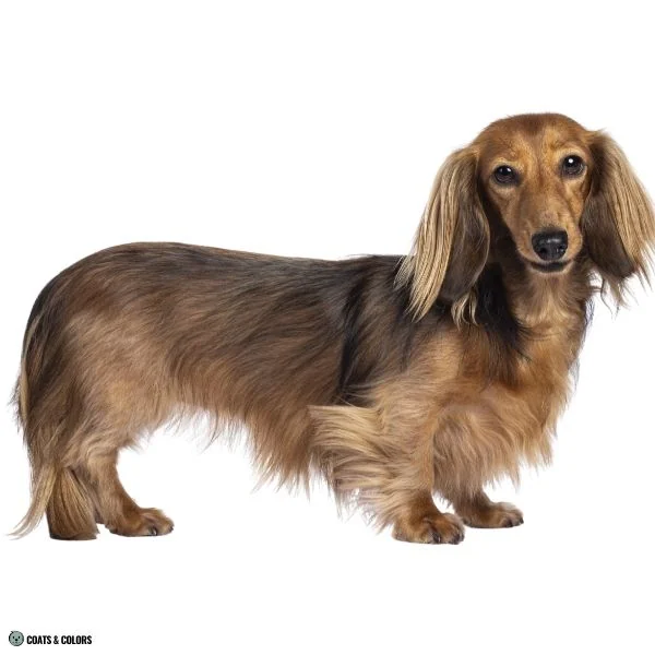 comparison sable Dachshund adult
