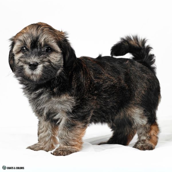 comparison shadd sable Havanese puppy