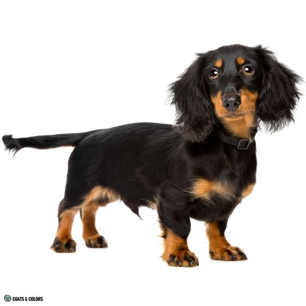 comparison tan point Dachshund adult