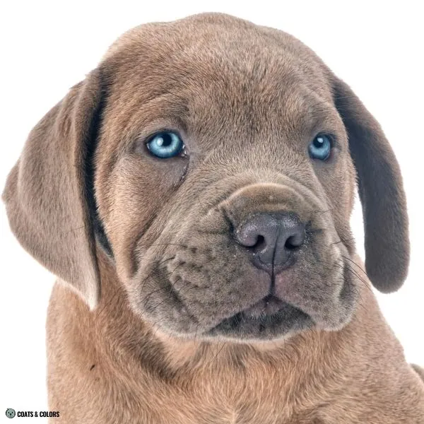 puppy eye color blue based 1