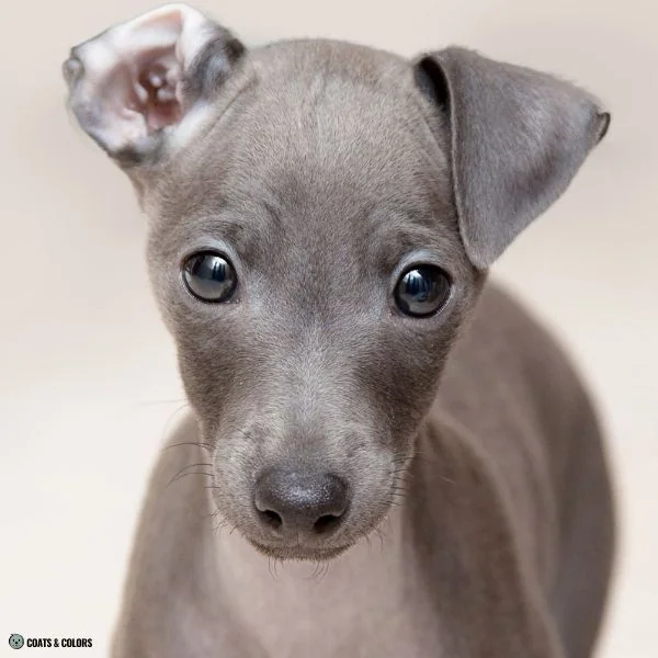 puppy eye colors blue based 1