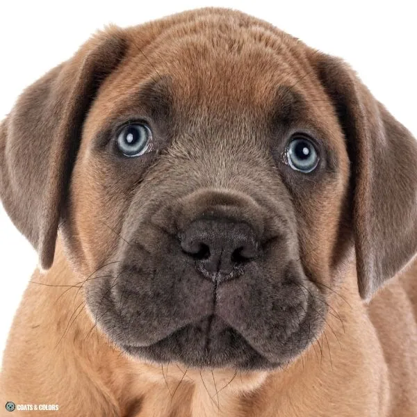 puppy eye colors blue based 2